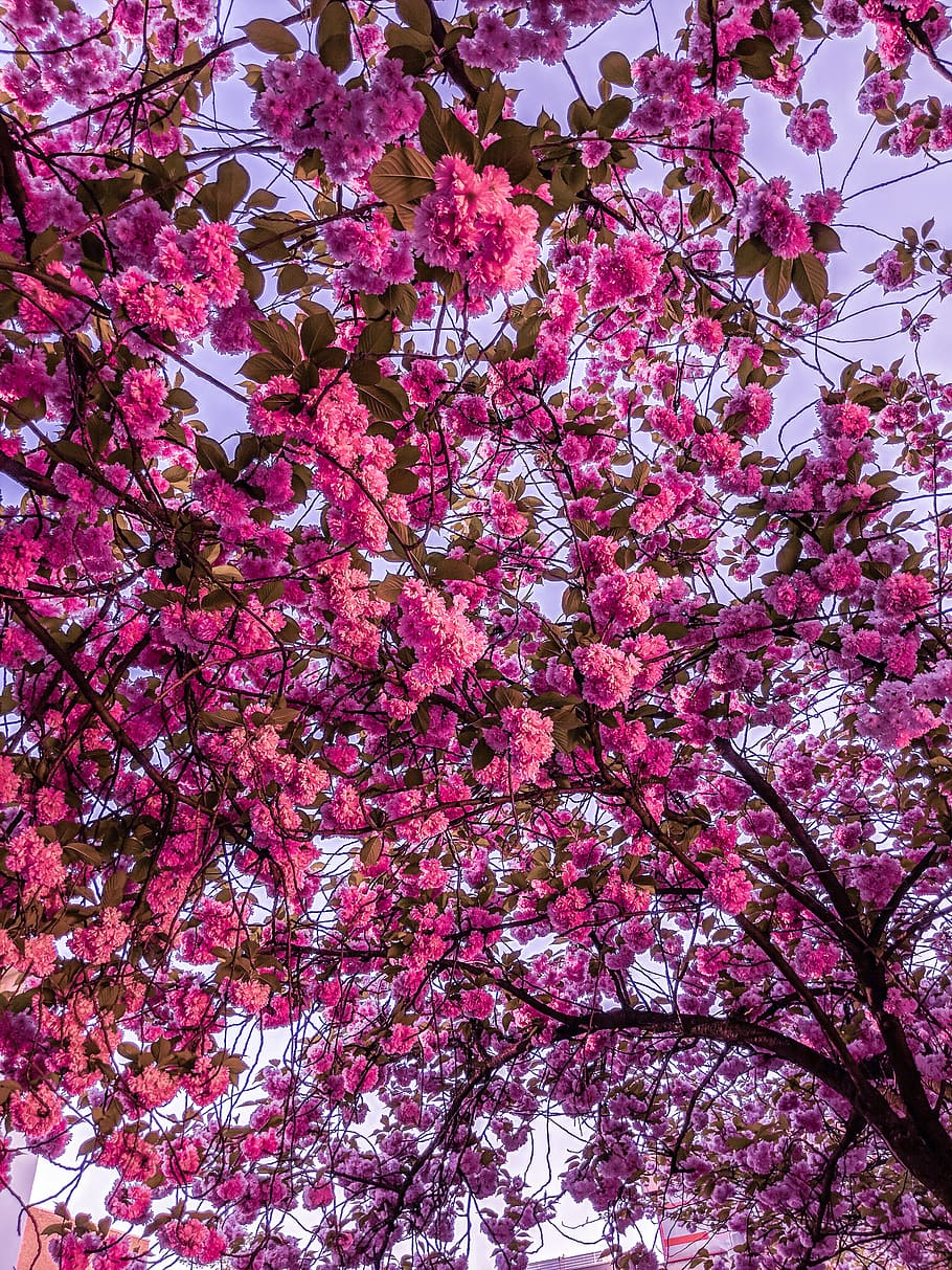 germany, köln, josef-schwartz-anlage 3-5, spring, nature, cherryblossom, HD wallpaper