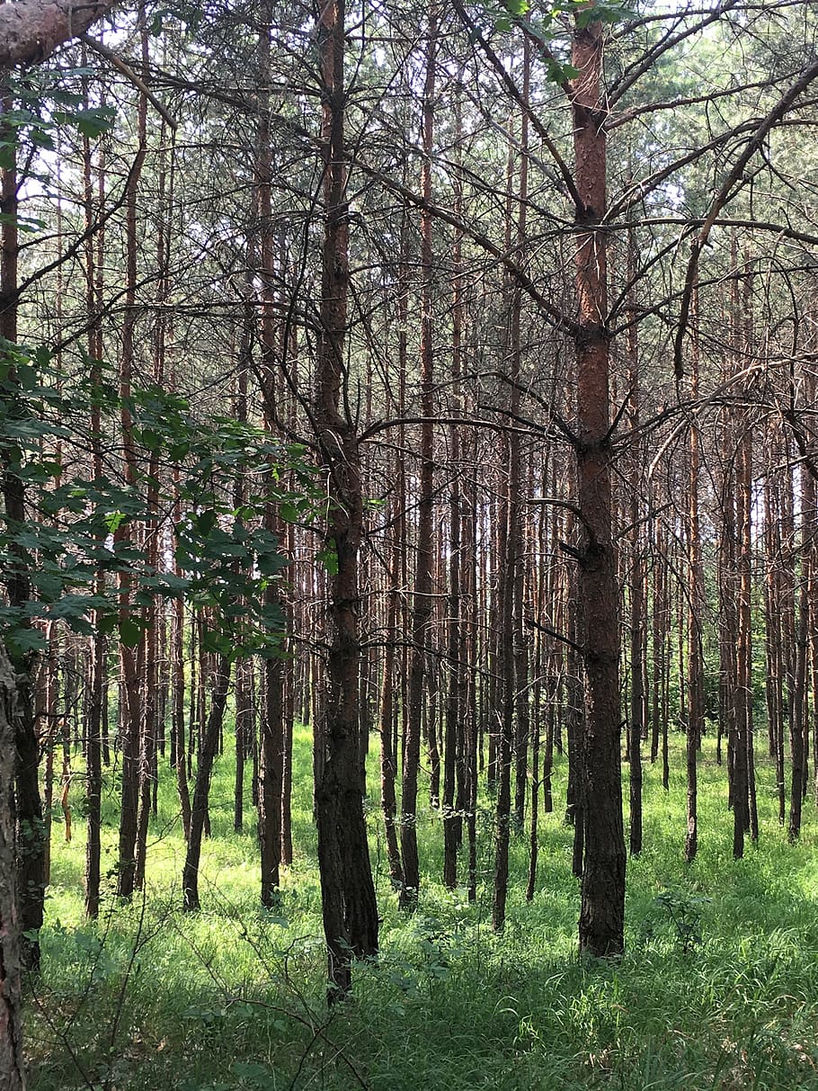 poland, kraków, tree, plant, forest, tranquility, trunk, tree trunk HD wallpaper