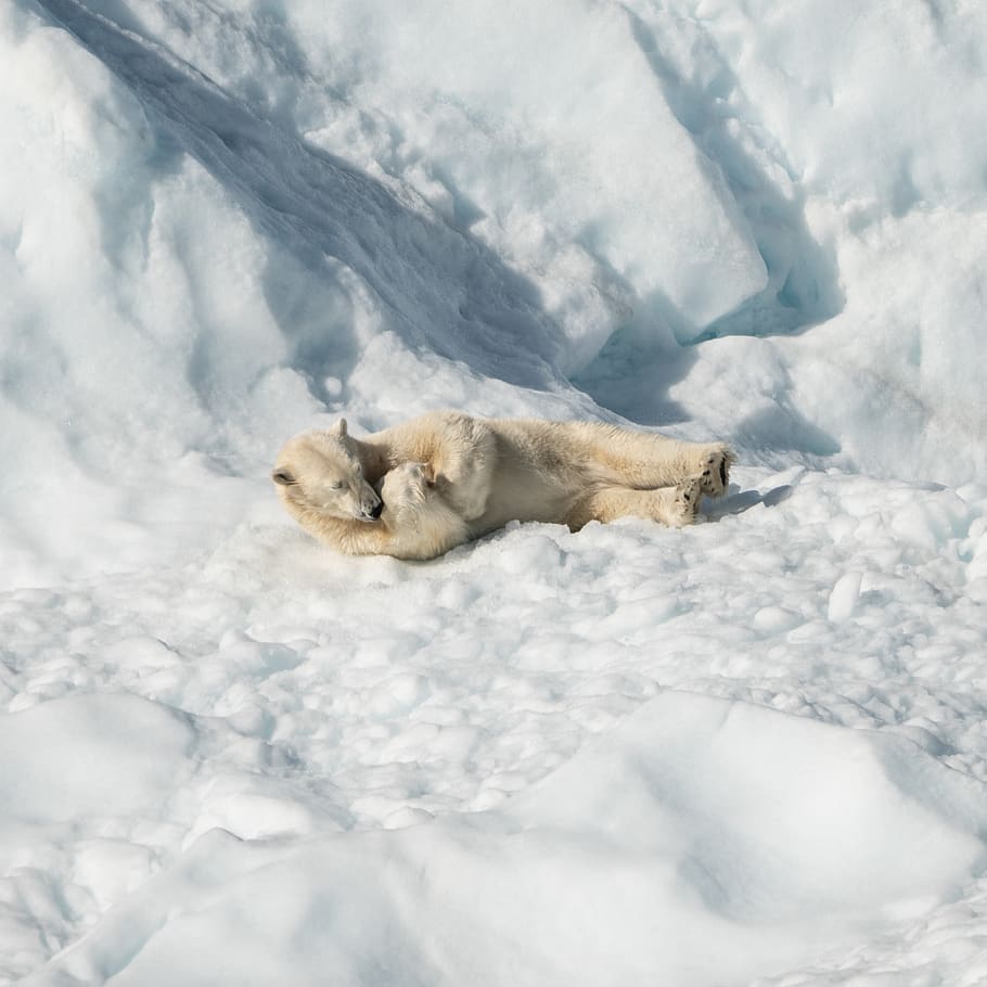 polar bear lying on ice, animal themes, one animal, mammal, cold temperature HD wallpaper