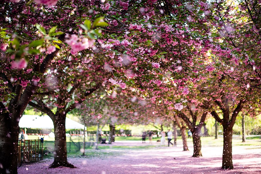 pink tree, plant, flower, flowering plant, growth, beauty in nature HD wallpaper