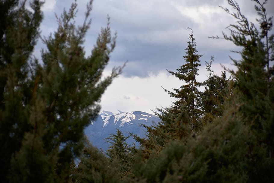 green plants, tree, beauty in nature, sky, mountain, tranquility HD wallpaper