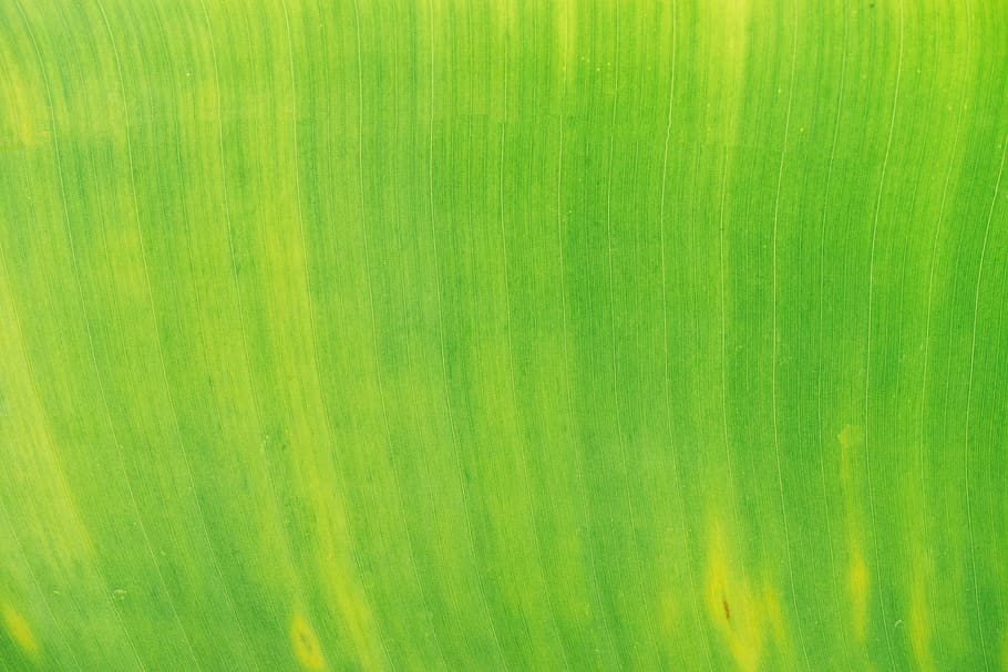 Green Leaf, close-up, green color, backgrounds, no people, pattern HD wallpaper