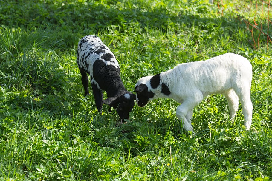 sheep, lambs, animals, cattle, farm, cute, mammal, animal themes HD wallpaper
