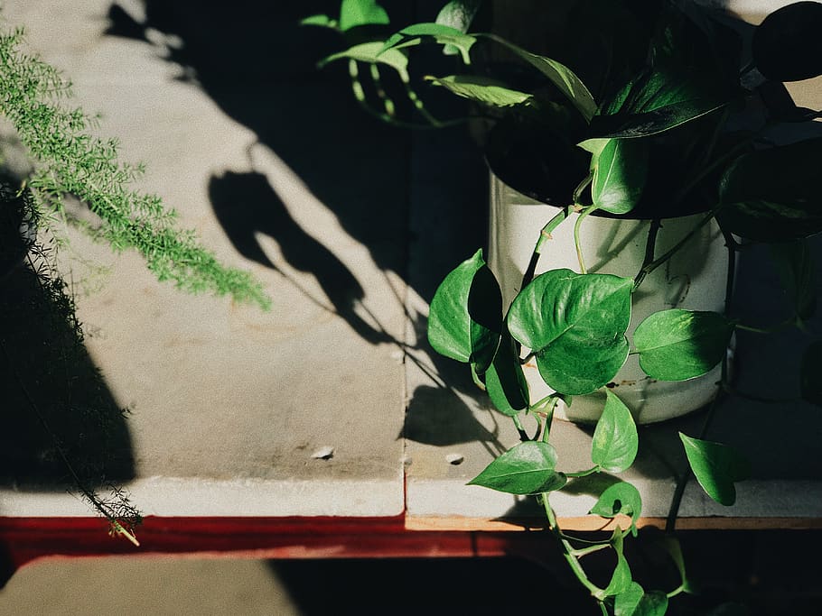 green-leafed plants, plant part, green color, nature, growth HD wallpaper
