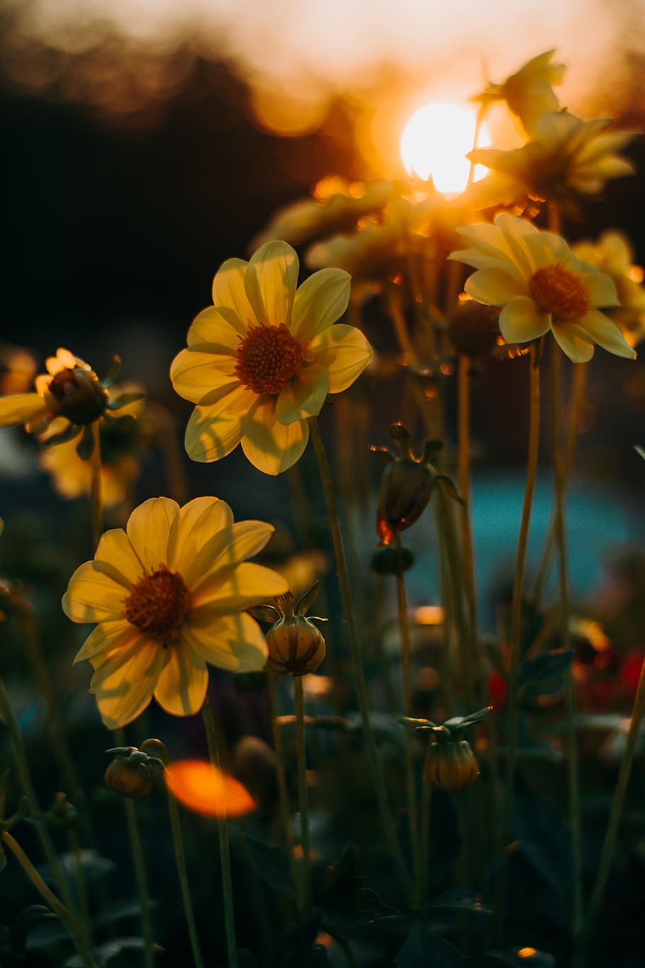 yellow flower meadow, flowering plant, growth, freshness, fragility HD wallpaper