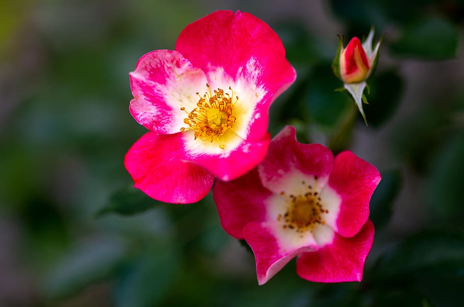 roses, flowers, macro, close up, nature, plant, botanical, flora HD wallpaper