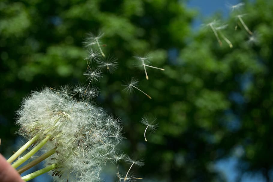 dandelion, fly, wind, nature, sprind, photo, macro, macrophoto HD wallpaper
