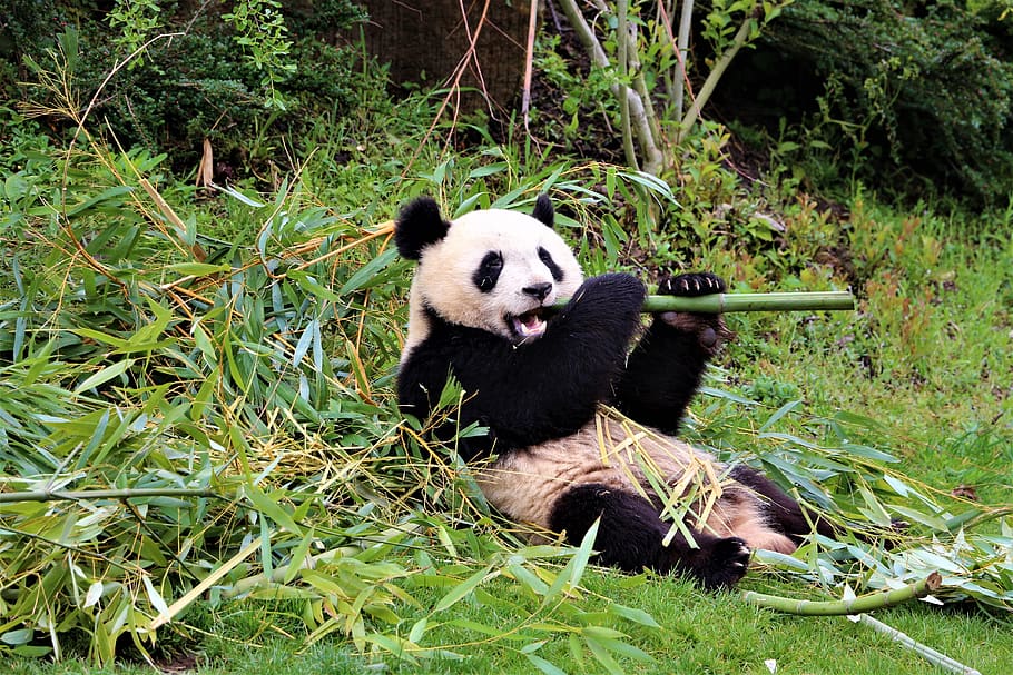 panda, zoo, beauval, mammals, asia, bamboo, china, white, black, HD wallpaper
