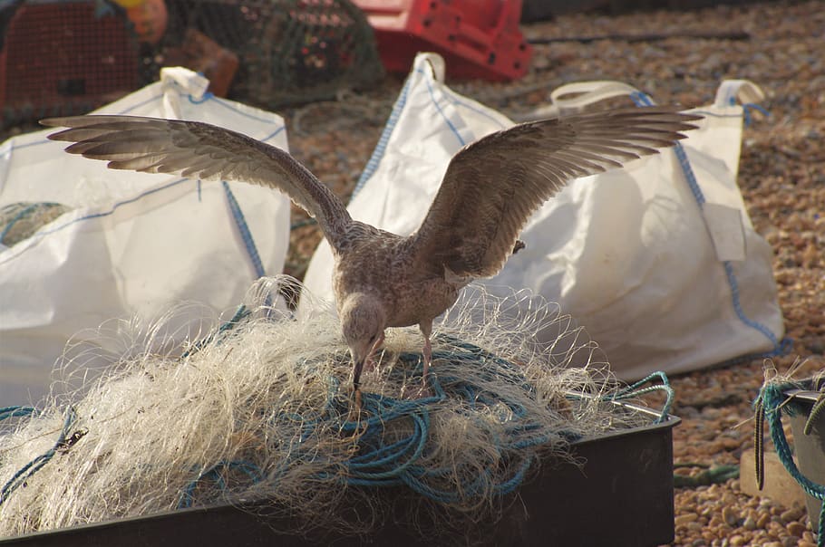 fishing, net, seagull, nature, beach, coast, bird, animal themes HD wallpaper