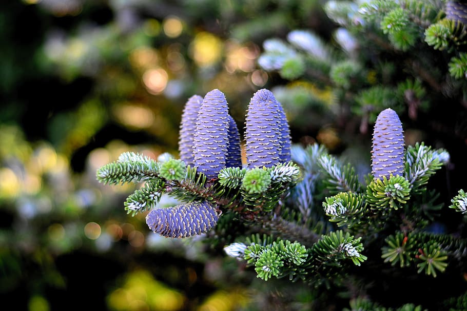 korea fir, fir tree, pine cones, pinecone, needle branch, conifer, HD wallpaper