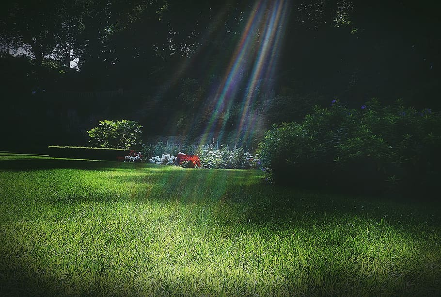 garden, park, grass, sunlight, lawn, summer, ray, bright.happy HD wallpaper