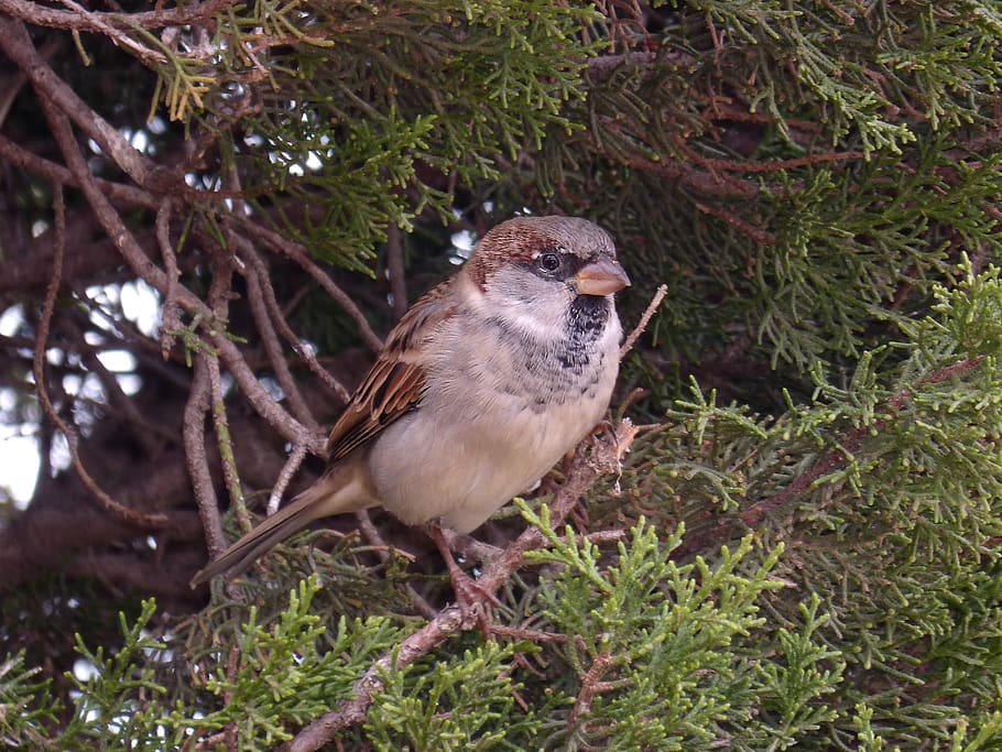 sparrow, seto, bird, landed, plumage, one animal, animal wildlife, HD wallpaper