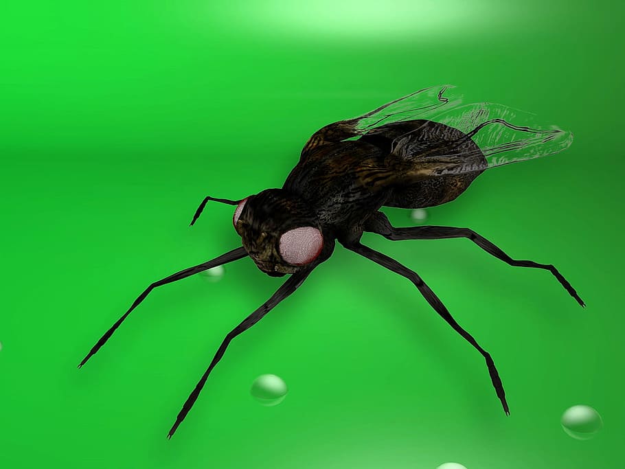 fly, insect, close-up, 3d, render, 3drender, animal, animal themes HD wallpaper