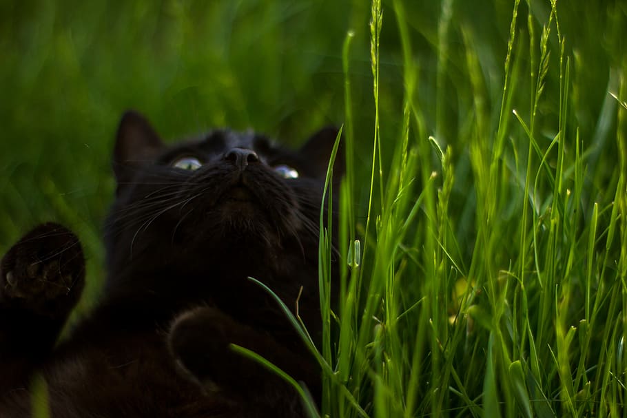cat, blackcat, bokeh, grass, green, nature, summer, animal themes HD wallpaper