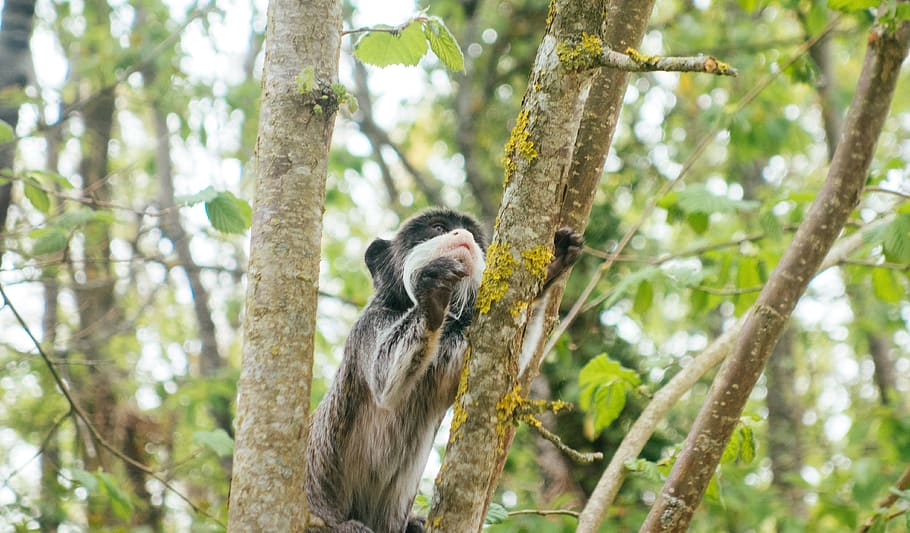 tree, forest, monkey, animal themes, animal wildlife, mammal HD wallpaper
