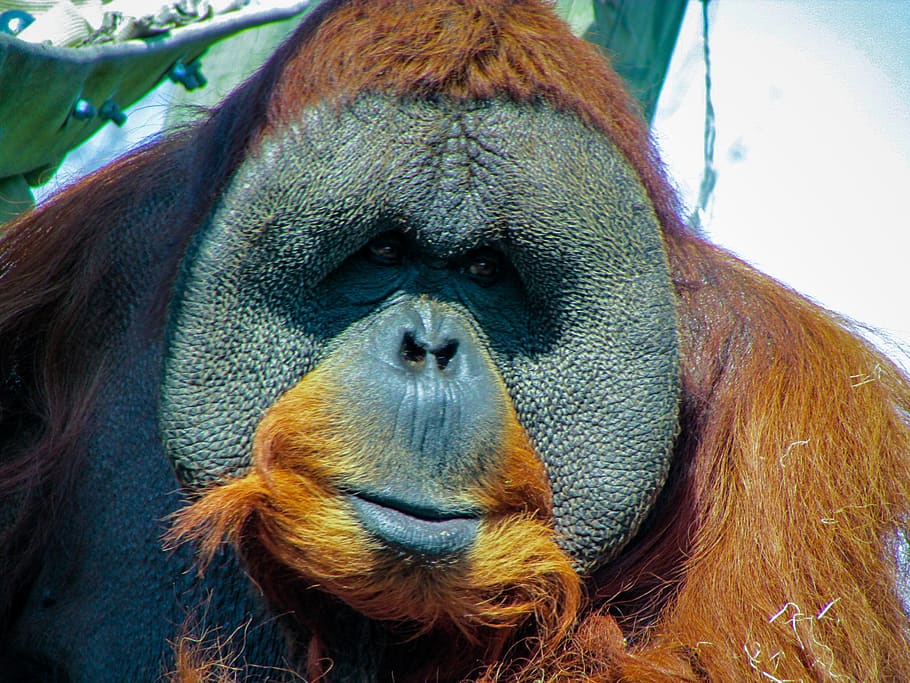 brown urangutan, orangutan, animal, wildlife, memphis zoo, mammal, HD wallpaper