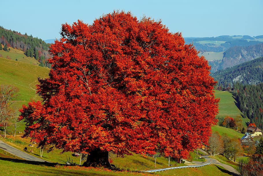 tree, beech, deciduous tree, old tree, gnarled, leaves, bright HD wallpaper