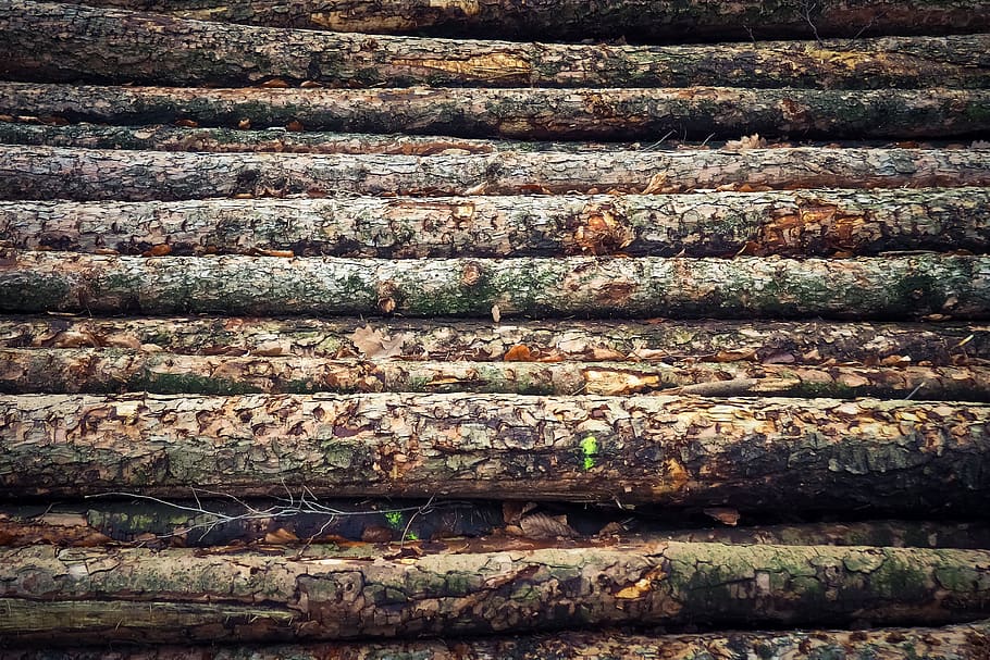 tree trunks, wood, nature, forest, tribe, firewood, texture, HD wallpaper