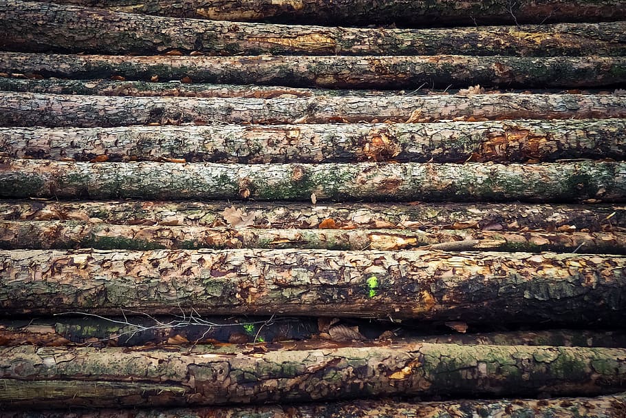 tree trunks, wood, nature, forest, tribe, firewood, texture HD wallpaper