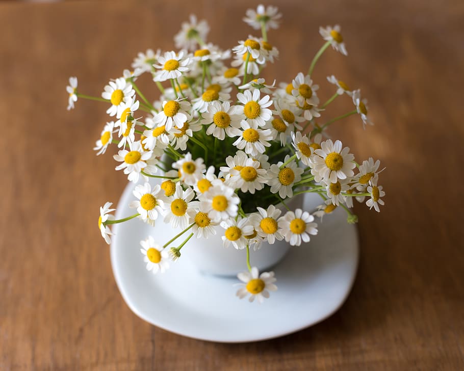 white daisy flowers, flowering plant, freshness, fragility, vulnerability HD wallpaper