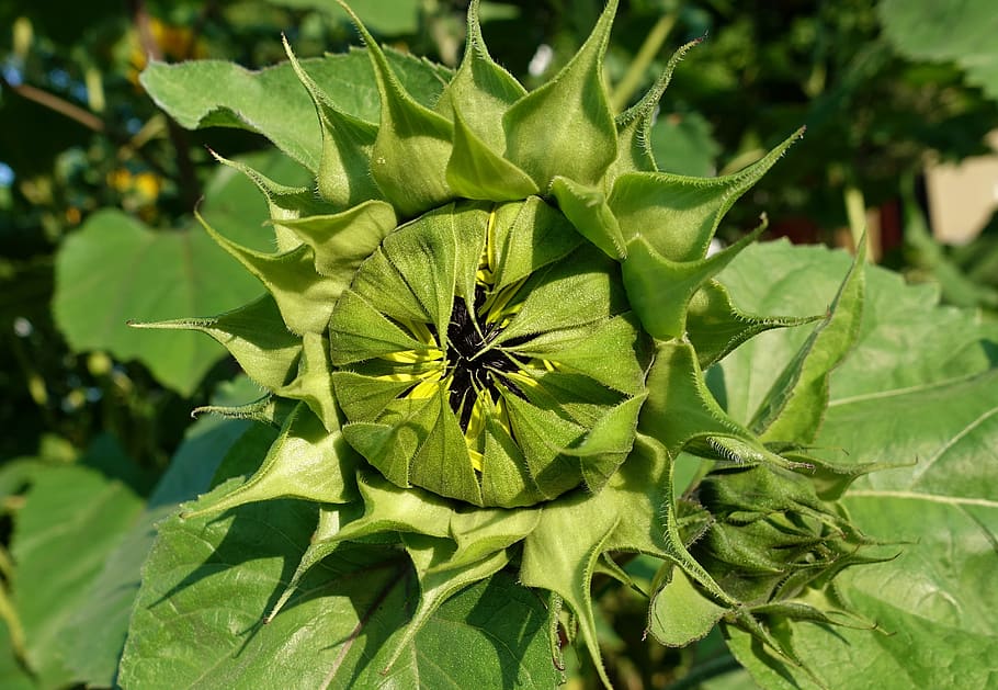 sunflower, bud, closed, summer, plant, nature, blossom, bloom HD wallpaper
