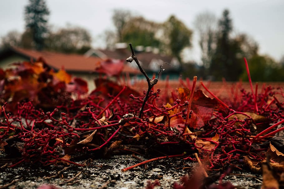 tree, bush, bushes, winter, wallpaper, red, wine, redwine, nature HD wallpaper