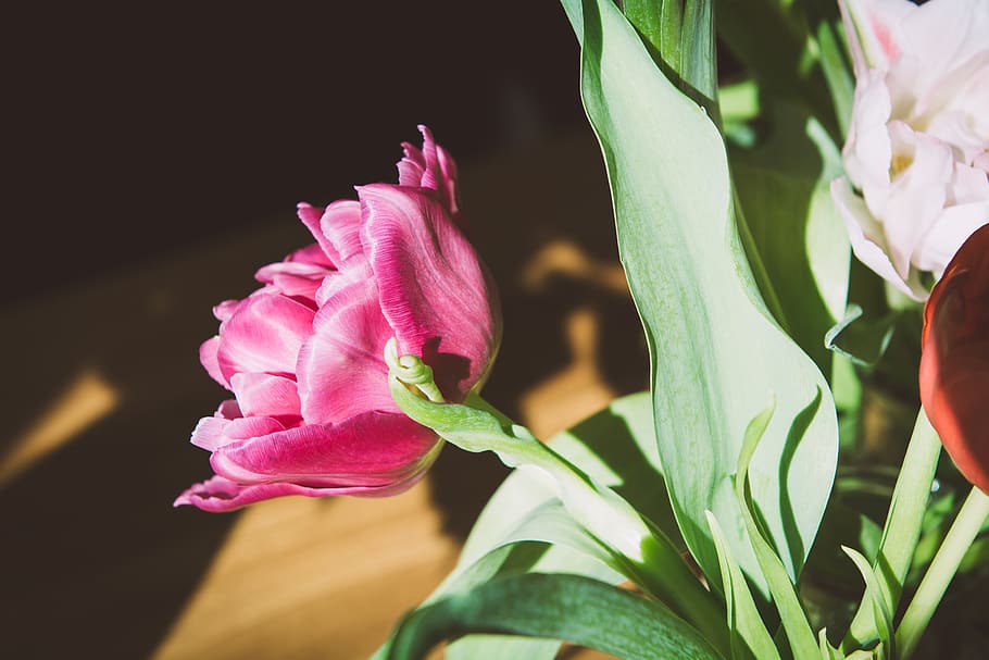 tulip, flower, pink, spring, spring flower, blossom, bloom HD wallpaper