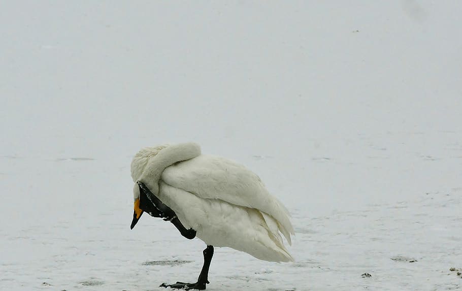 whooper swan, winter, snow, yoga, animals in the wild, animal wildlife, HD wallpaper