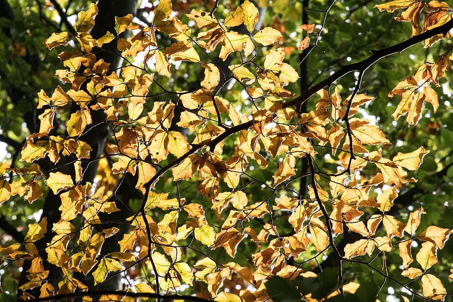 fall foliage, leaves, fall color, brown, autumn, emerge, tree HD wallpaper