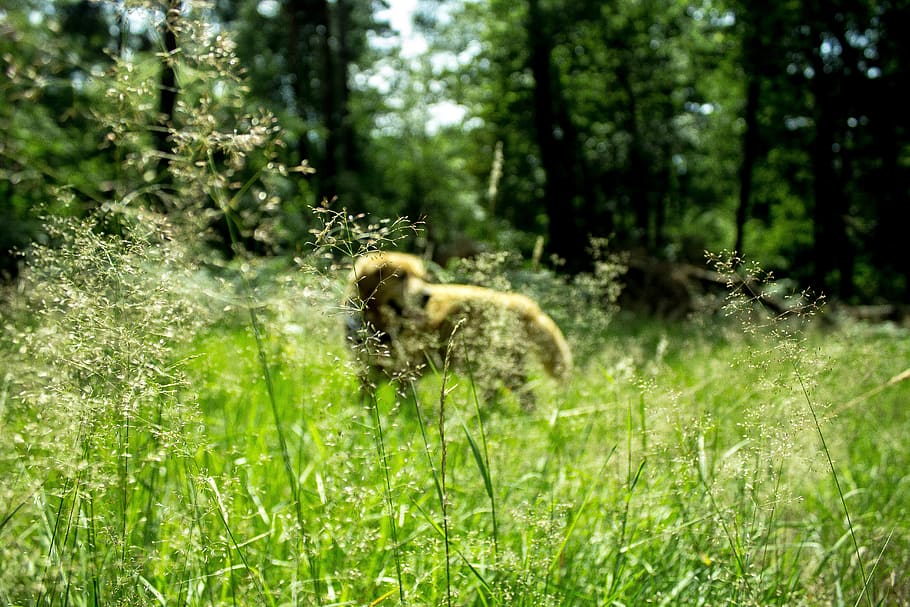 trees, lake, forest, nature, landscape, dog, goldenretriever HD wallpaper