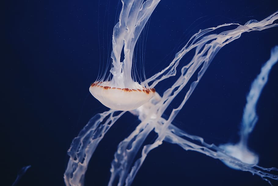 white jelly fish, animal themes, water, sea, animals in the wild HD wallpaper