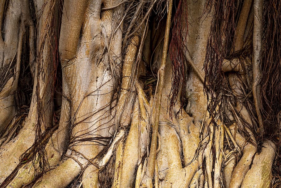 canary islands, root, ficus, tree, gran canaria, full frame HD wallpaper