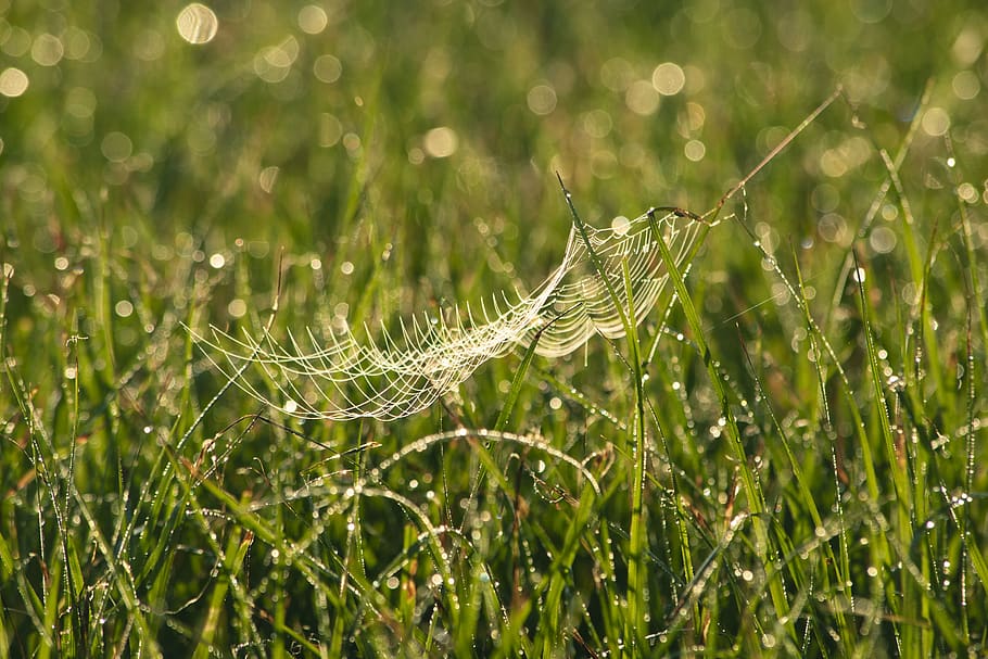 spiderweb, dew, dewdrops, water, mornings, sunrise, bokeh, green HD wallpaper