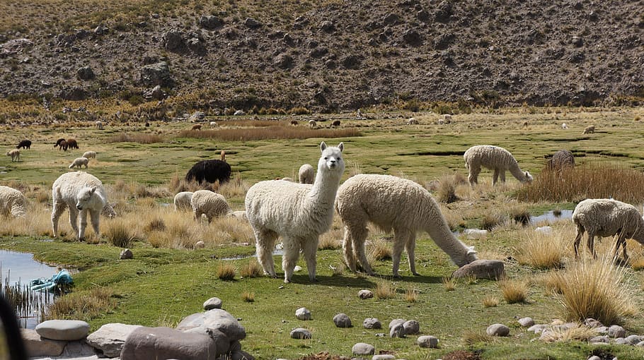 alpaca, flame, vicuña, animal themes, livestock, domestic animals HD wallpaper