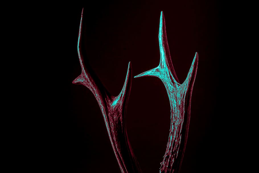 dark, horn, sharp, black background, healthcare and medicine HD wallpaper