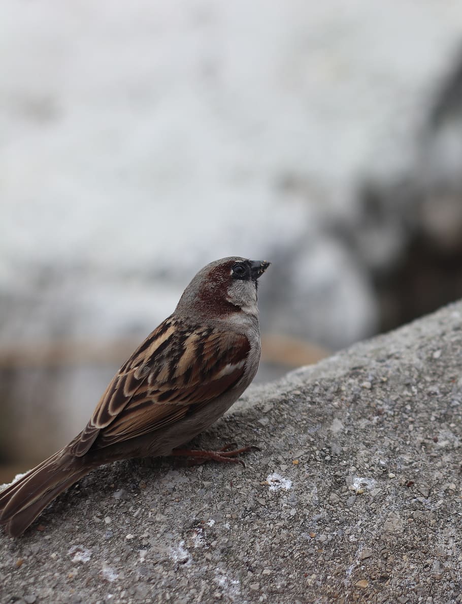 bird, sparrow, tiny, sweet, cute, flying, winged, nature, animal HD wallpaper