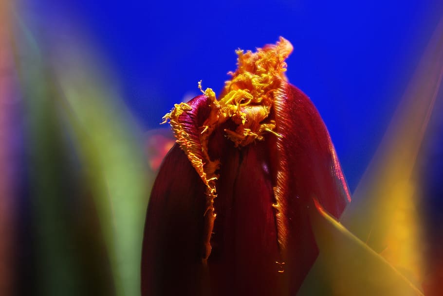 tulip, fresh, flower, nature, fragrance, garden, blooming, animal HD wallpaper