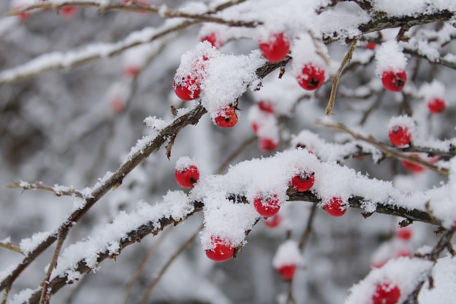 cotoneaster, berries, red, green, nature, cotoneasters, berry HD wallpaper