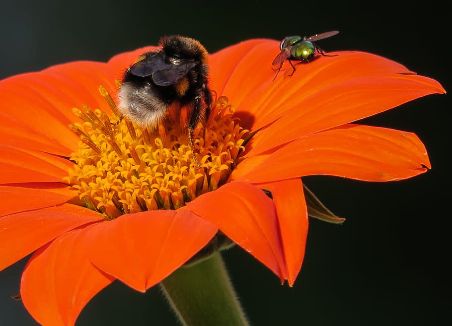 pollinating, pollination, bee, fly, insect, animal, wild, nature HD wallpaper