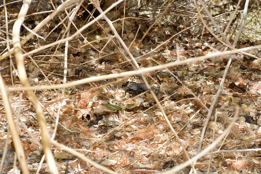 HD wallpaper: hiding, lizards, camoflauge, leaves, animals, desert, dry ...