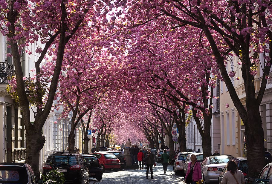 cherry blossom, trees, beautiful, pink color, plant, nature HD wallpaper