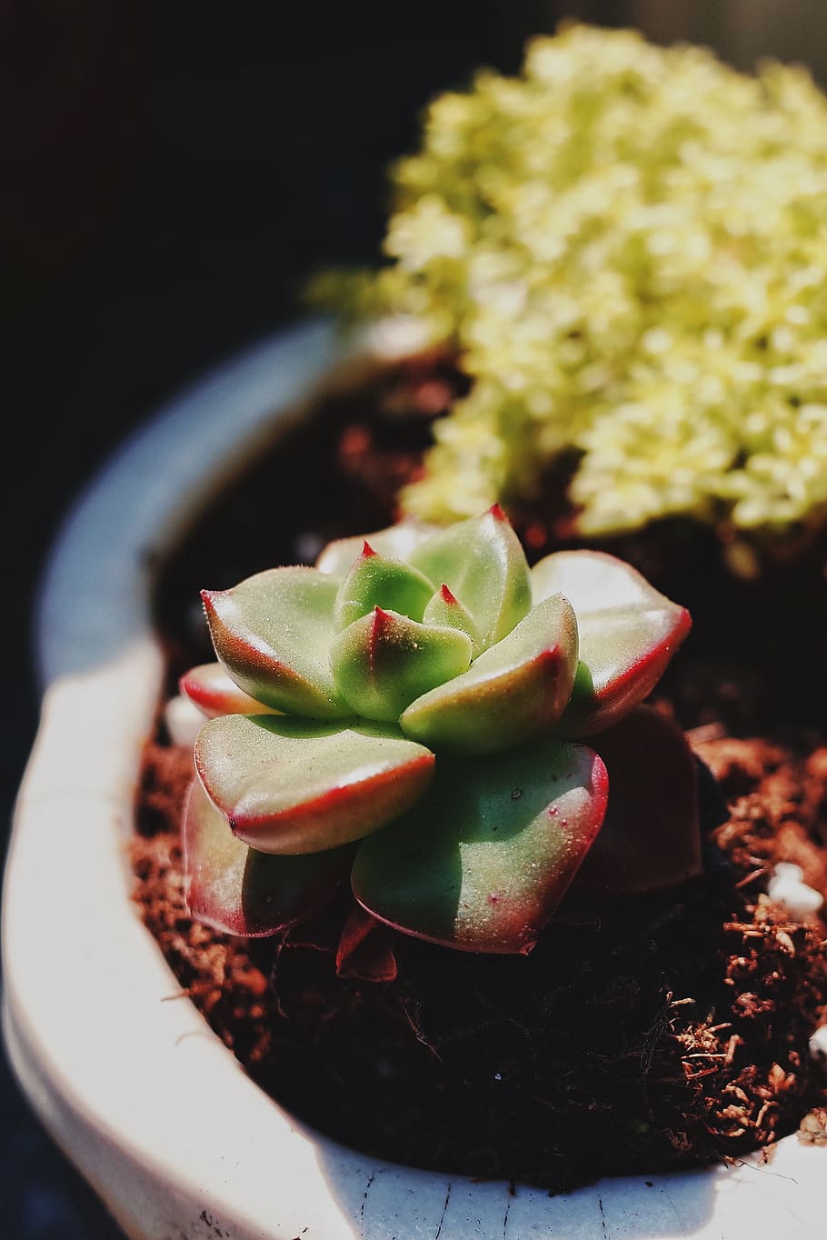 plant, cream, creme, icing, dessert, food, cake, cactus, flower HD wallpaper