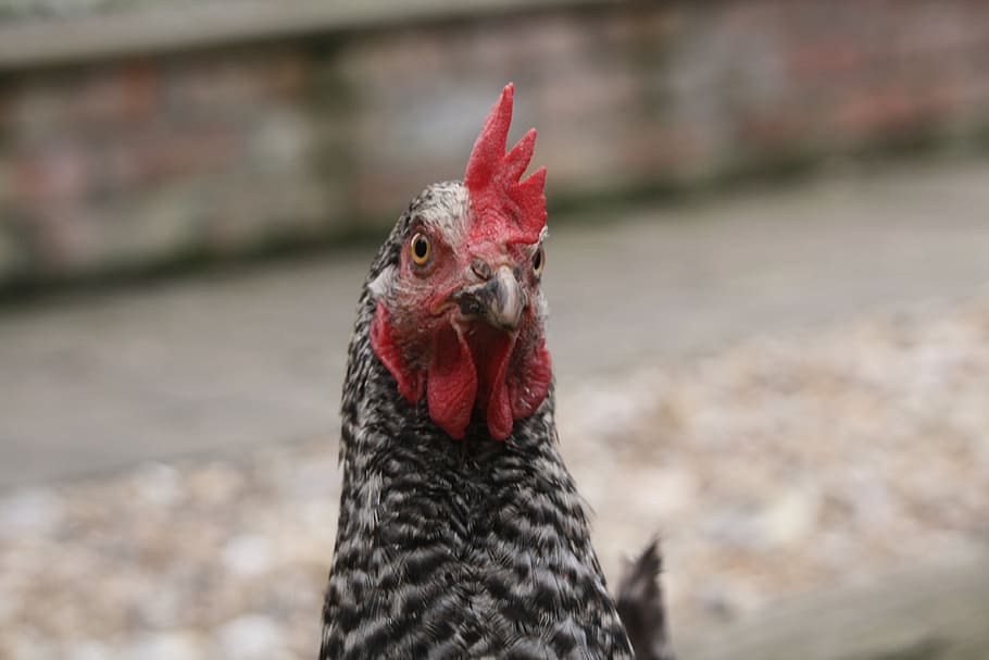 animals, pets, chicken, one animal, bird, animal themes, chicken - bird HD wallpaper