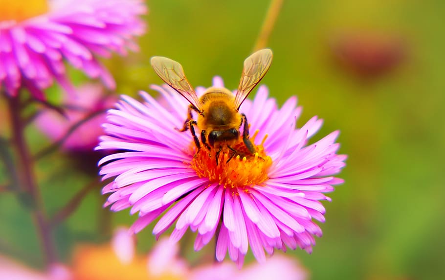 bee on flower, insect, animal, invertebrate, pollen, honey bee HD wallpaper