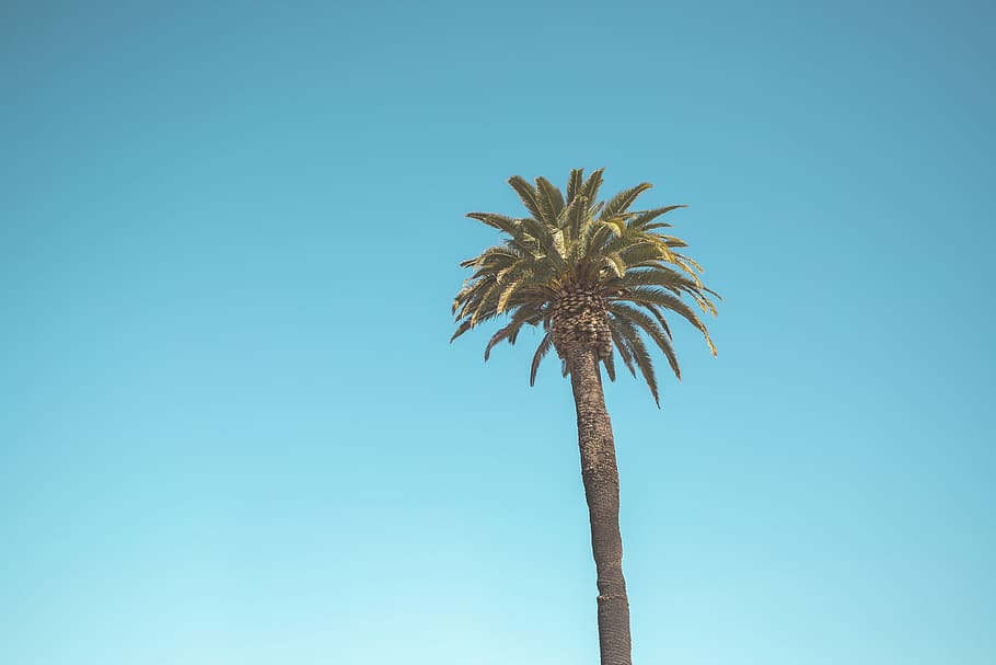green palm tree, sky, clear sky, tropical climate, low angle view HD wallpaper