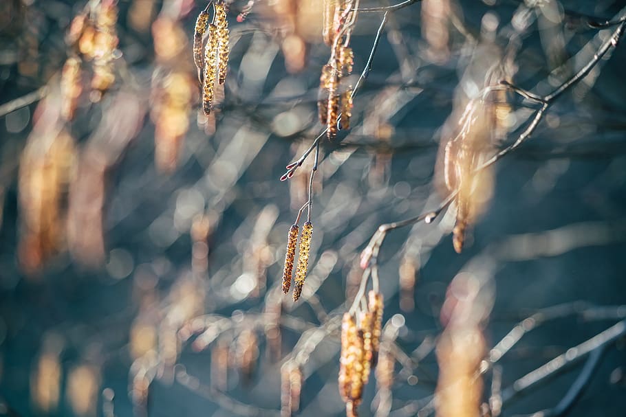 brown tree buds, plant, grass, food, vegetable, produce, grain HD wallpaper