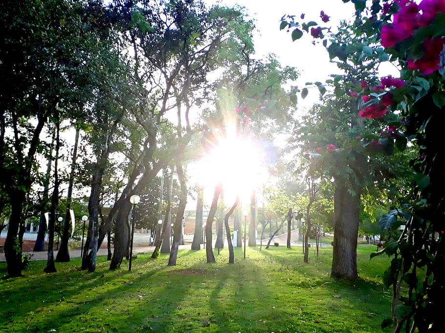 tree, flower, green, sun, park, square, light, plant, sunlight HD wallpaper