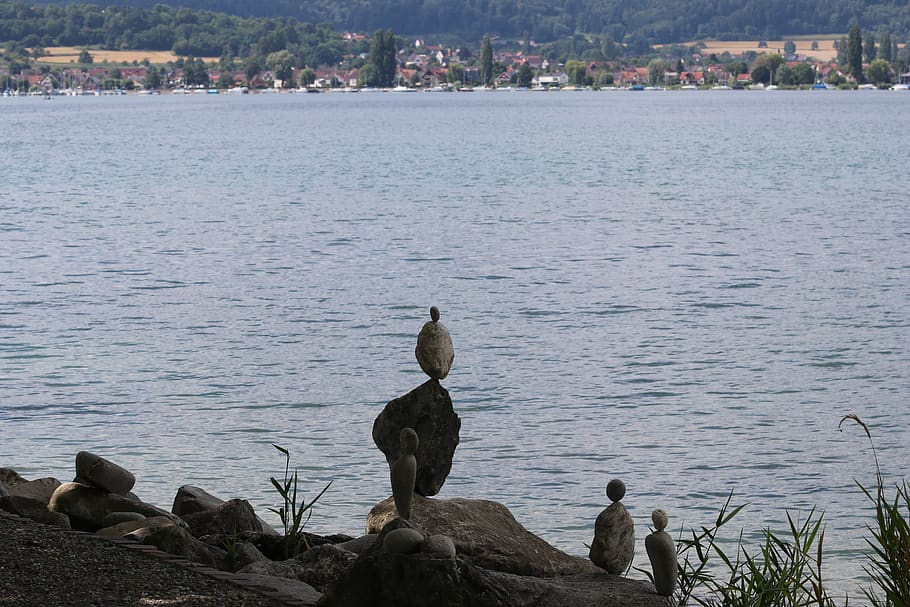 germany, radolfzell, water, animals in the wild, animal wildlife HD wallpaper