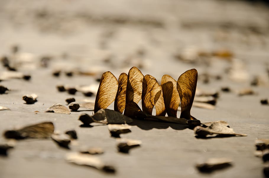 autumn, fall, leaves, tree, wood, maple, colors, shadow, backlighting HD wallpaper