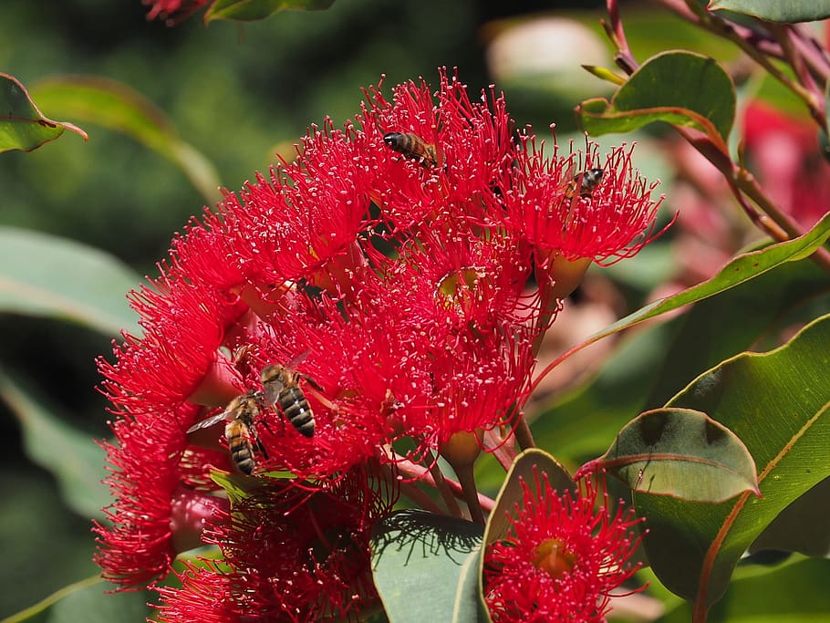 bees, redgum, australia, trees, growth, plant, beauty in nature HD wallpaper